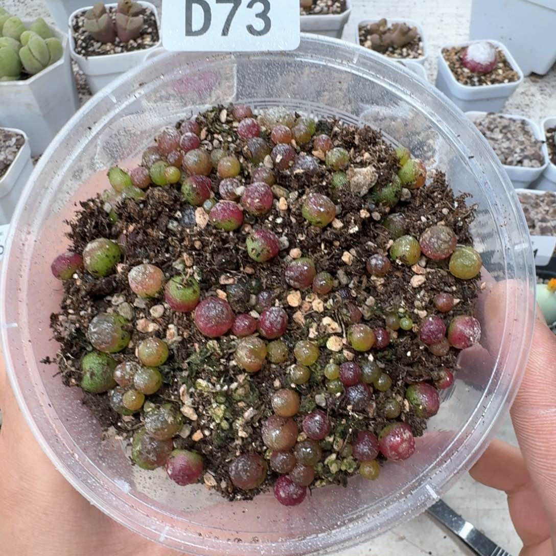 D73 小灯泡一大盒