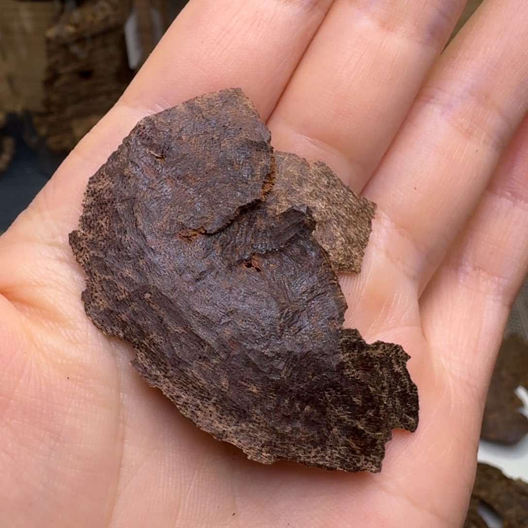 木海南尖峰岭黑油包壳1.1