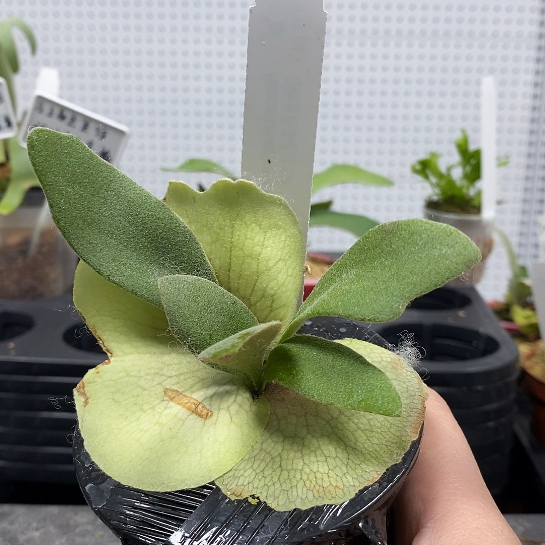 无花朵迈阿密塔苏塔