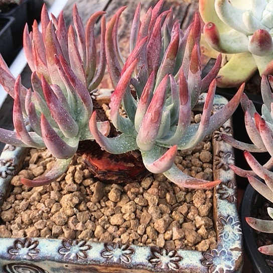 退***?原产地仙女棒仙女棒