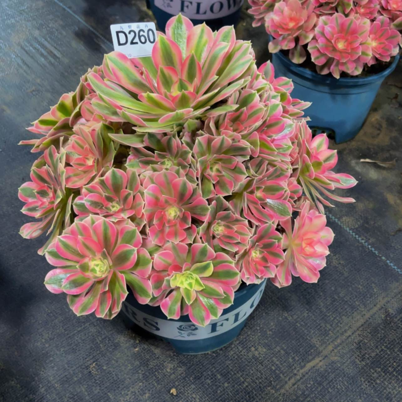 【闪购商品】26000粉女巫