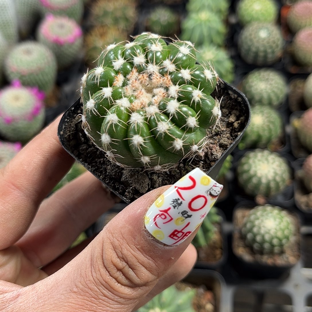 炫美玉单头发货有根发货