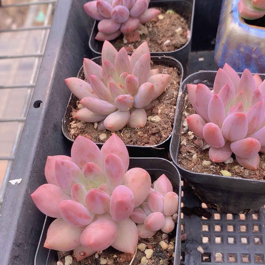 两颗水晶球23567788999