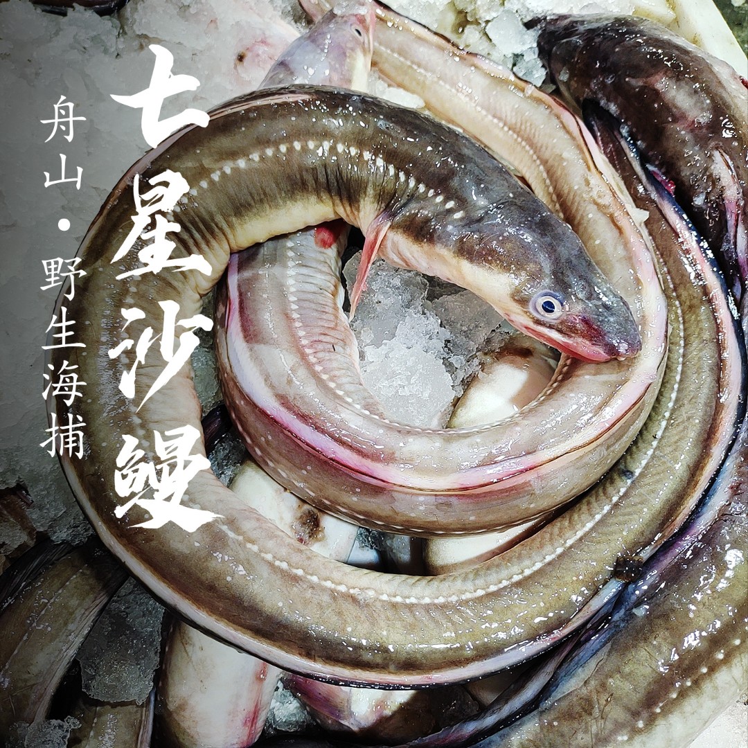 舟山海鲜七星沙鳗冰鲜油鳗