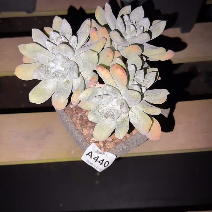 拇指仙女怀多肉植物