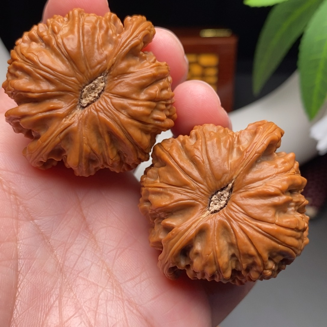 文玩核桃把件白狮子45.5