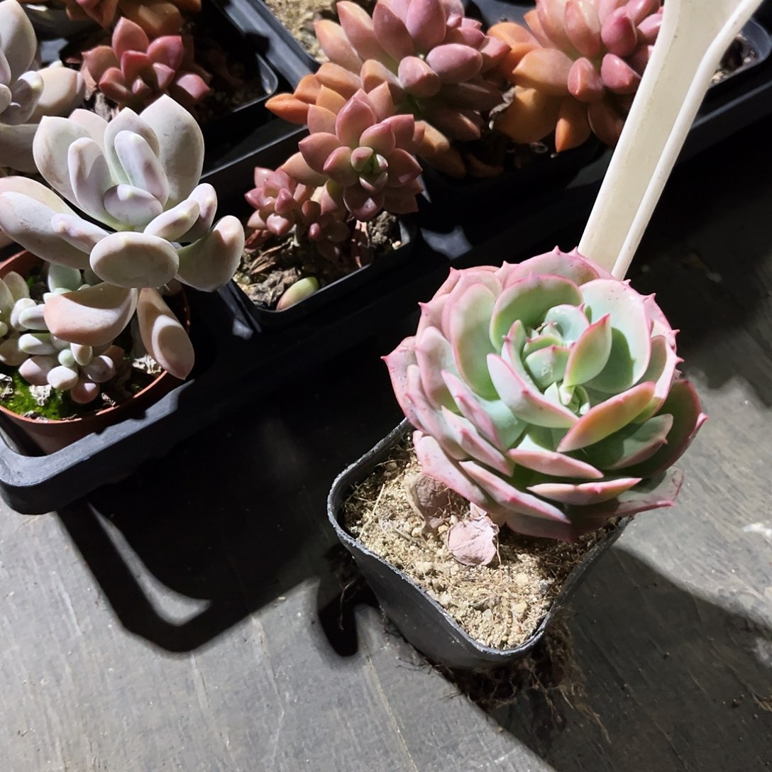 5***361多肉与植物之间是相互