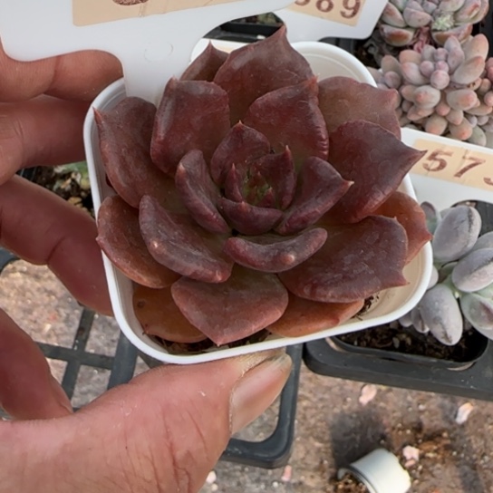 583黑饺子皮一物一拍多肉