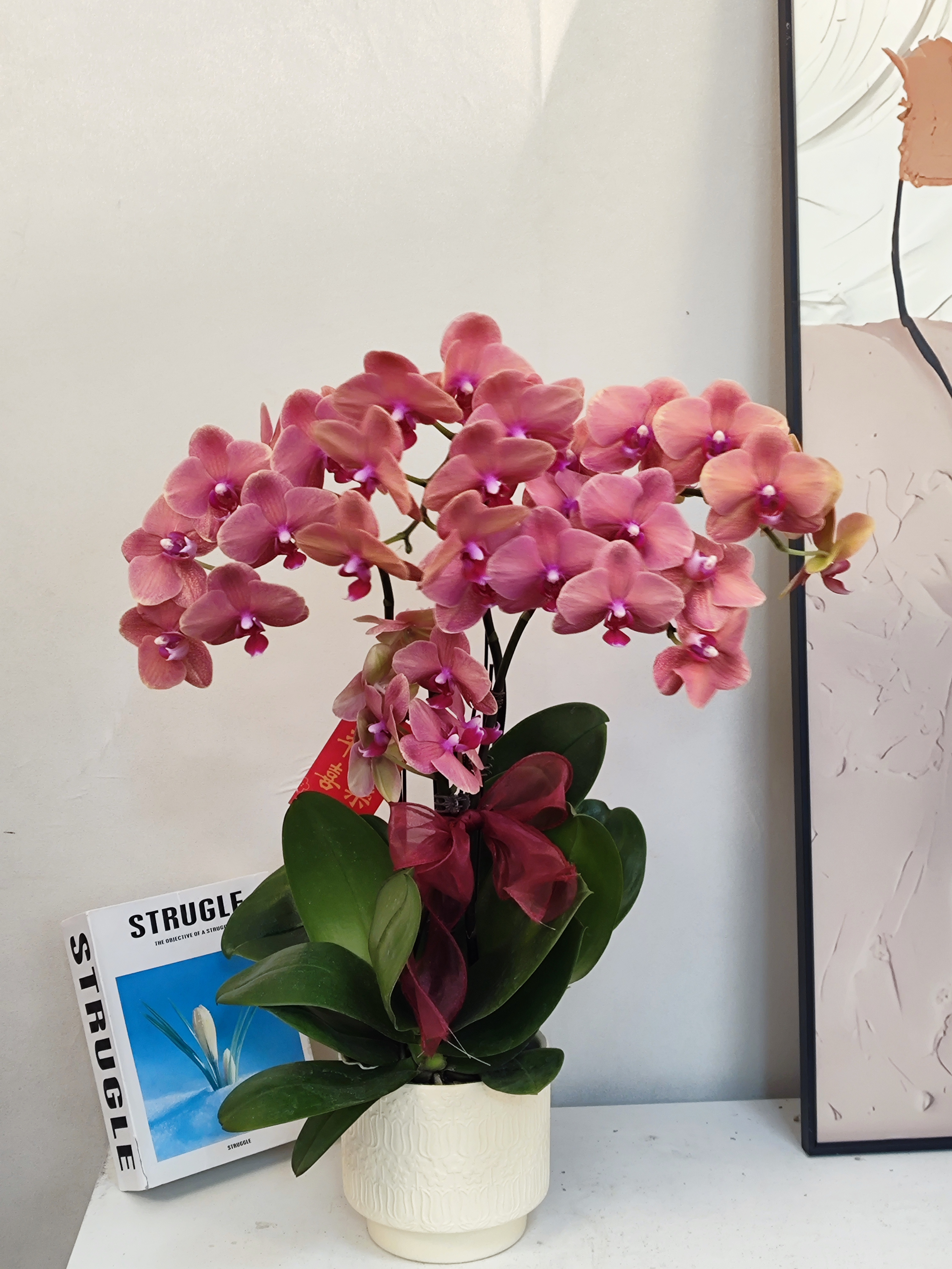  蝴蝶兰【金桔】真花 秋冬耐寒花卉 四季开花 多样性发货