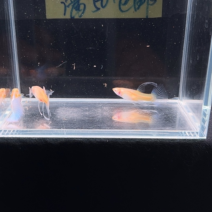 孔雀鱼天空蓝孔雀大c