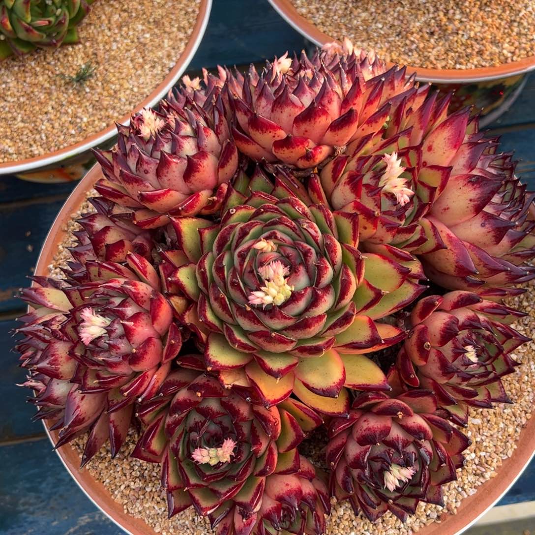 从前慢多肉精选编号0313.原始伊丽莎白