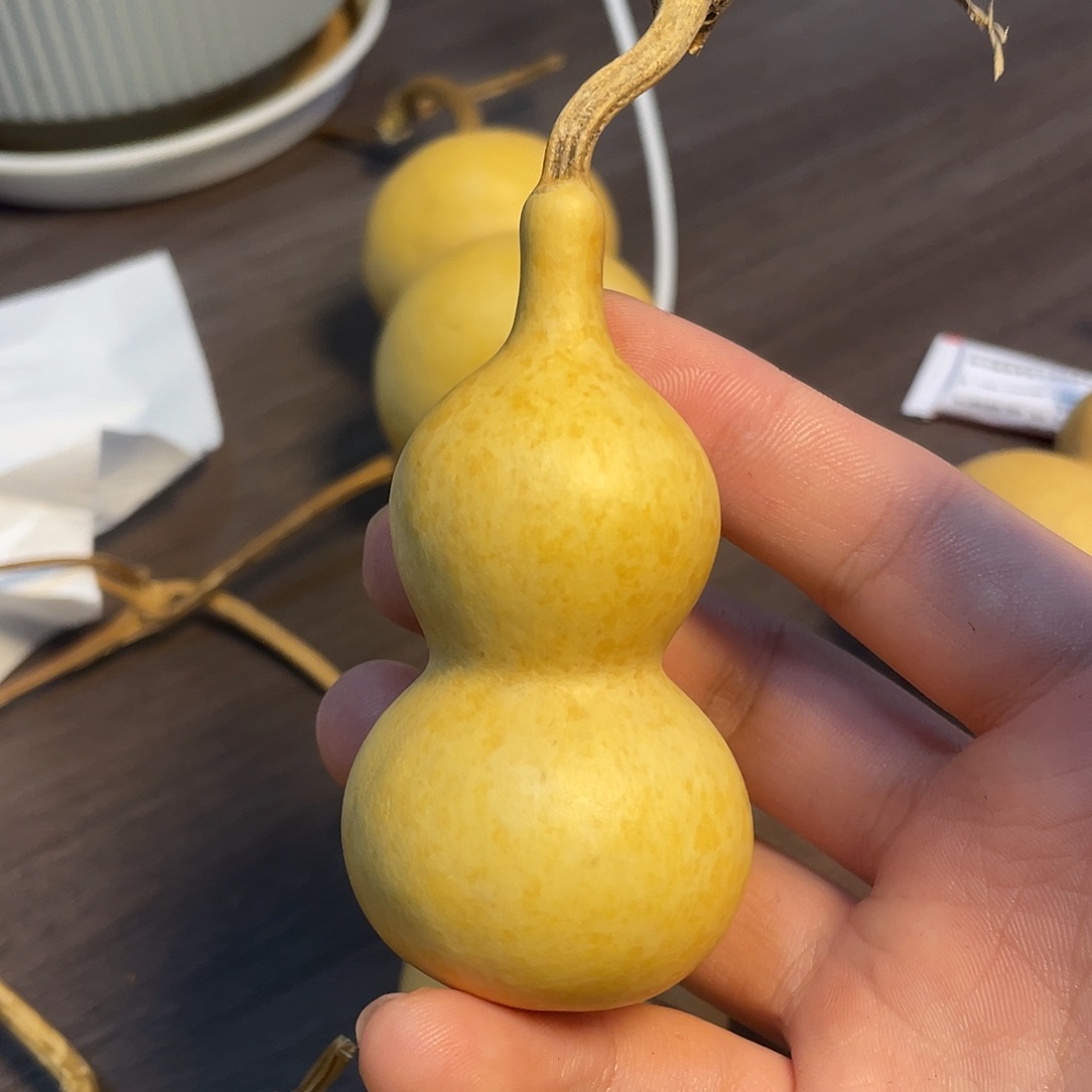 葫芦花叶生打皮哈哈