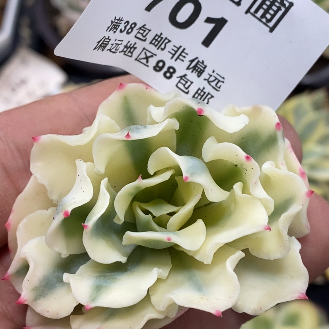 701海啸锦大头盖无根