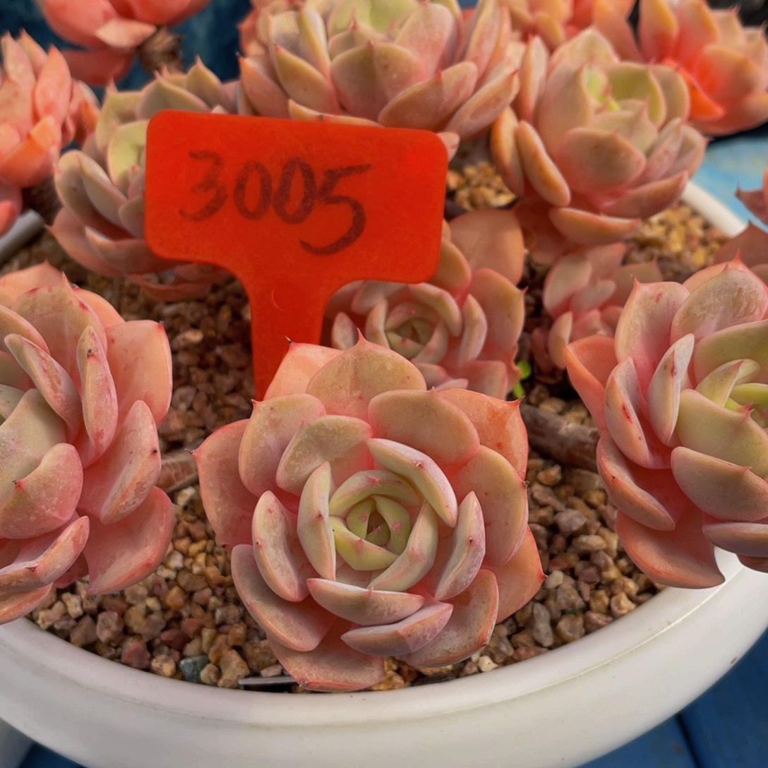 ζ****3005上午多肉植物群生