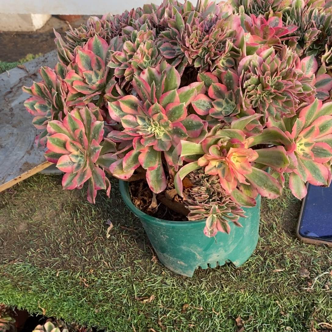 粉女巫缀化1颗多肉1558号