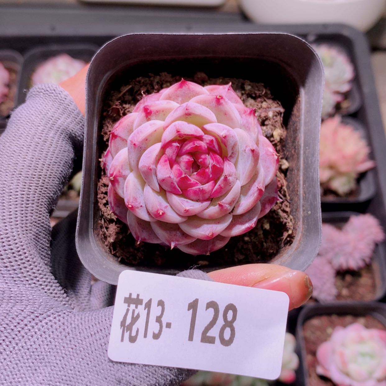 【闪购商品】花13-138天鹅绒