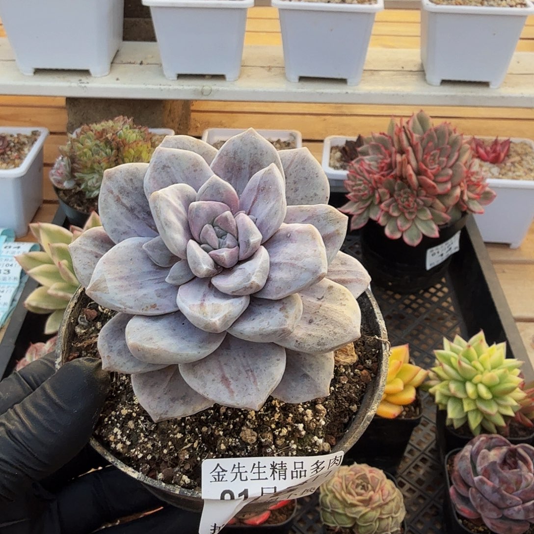 0104-18银色热潮单头