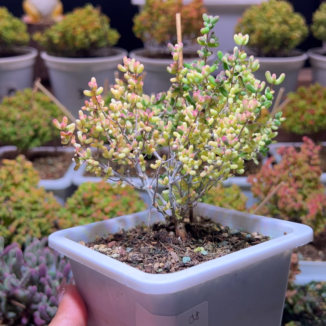 54米粒锦一物一拍带盆土发货