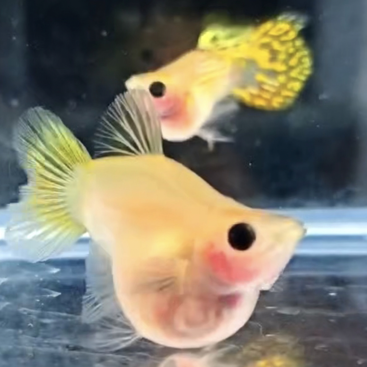 孔雀鱼玛丽混搭专拍