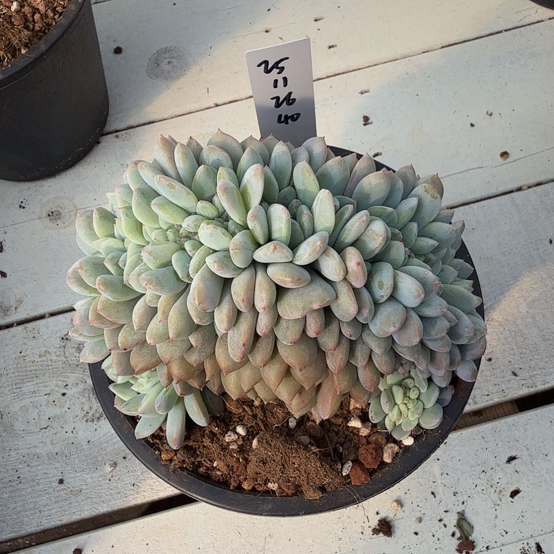 小***南25112640橙梦露缀化