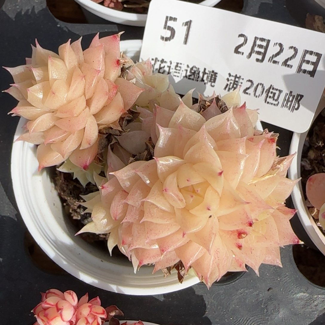 花语逸境0222-51散