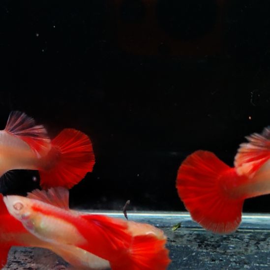 用***0孔雀鱼折扇白子三对