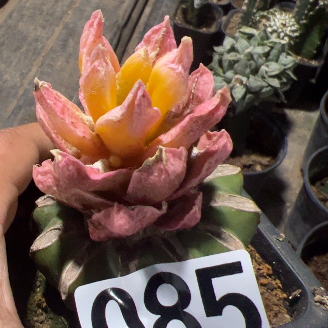 勃氏牡丹锦仙人球085