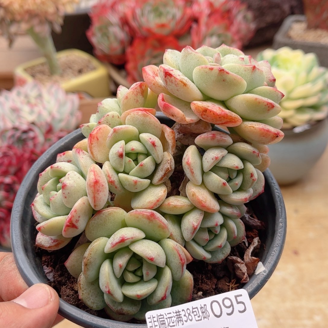 095香草德华多肉