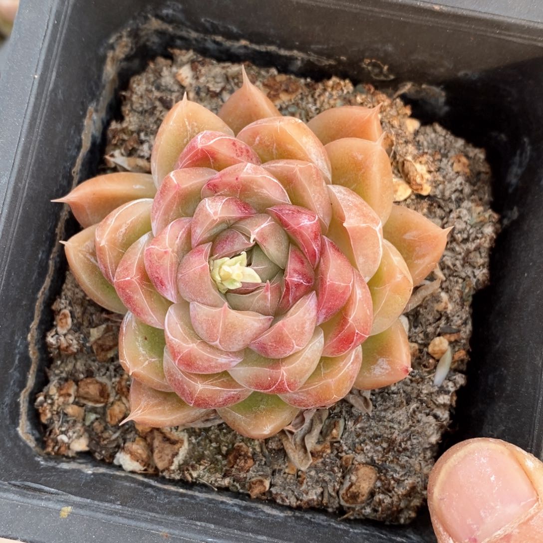 精品多肉一物一拍不包整122