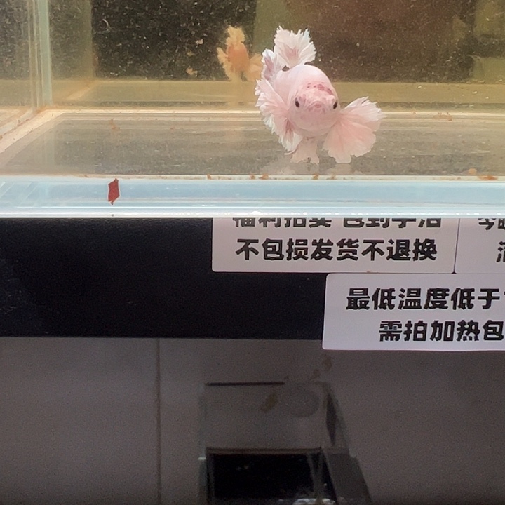 斗鱼跑单拉黑1日母54