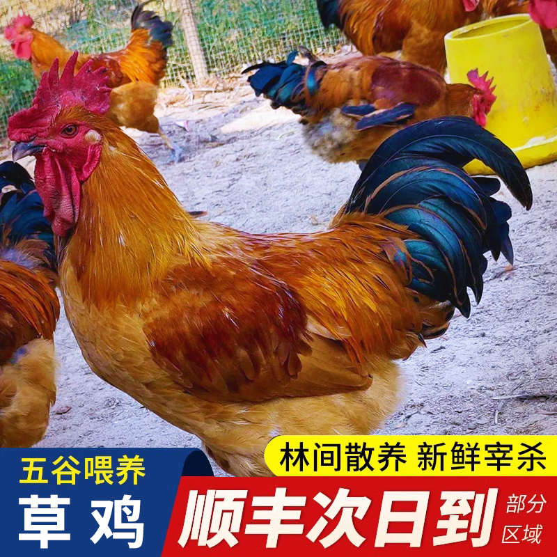 【活鸡现发顺丰京东包邮/仅发江苏上海】农家散养大公鸡母鸡乌鸡