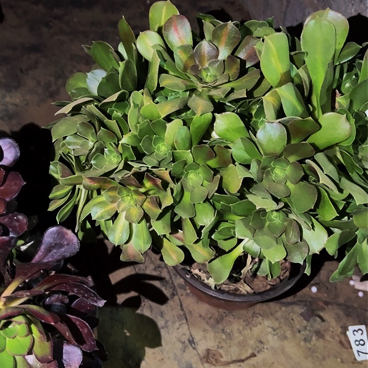 065女巫中班多肉植物处理不售后