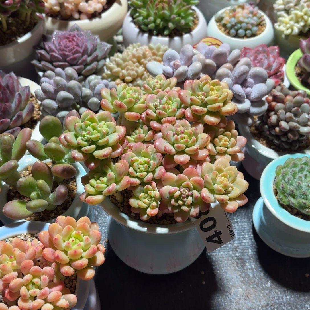 夏***7香格里拉多肉带盆发货408