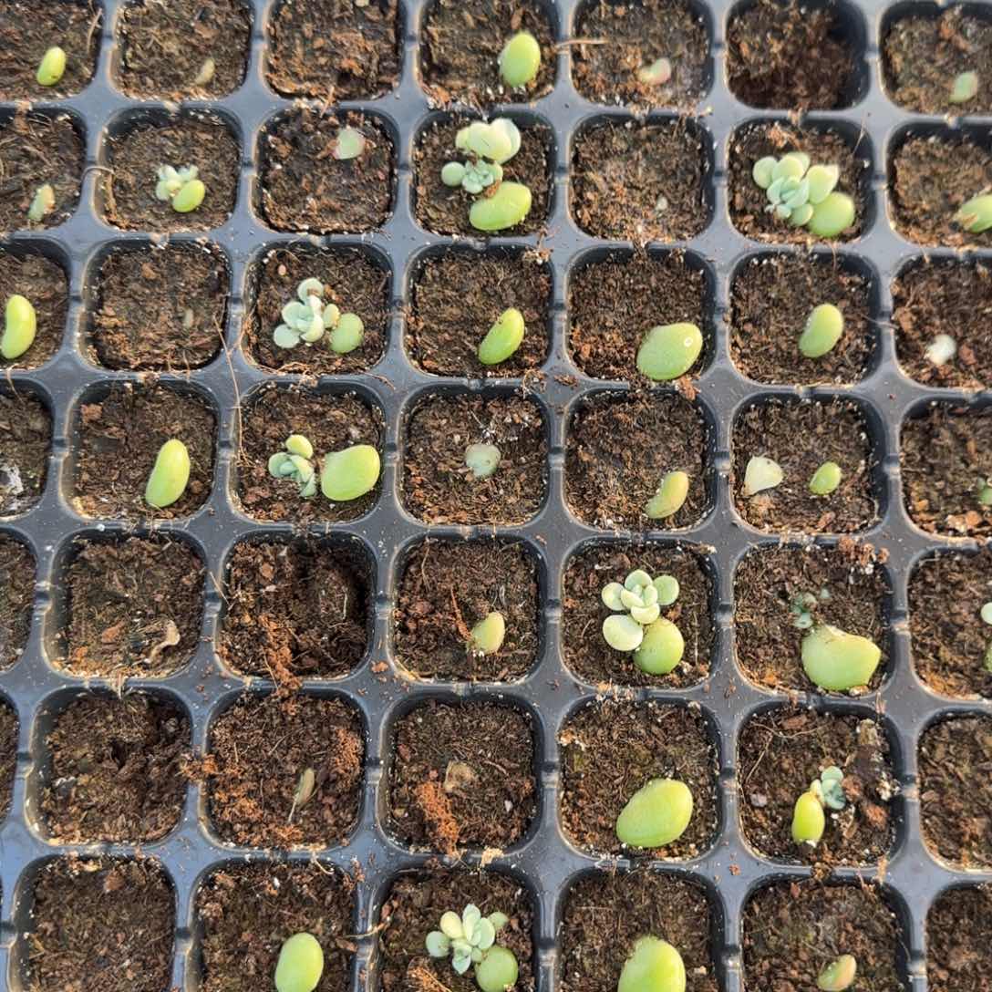 财富O穴一个满25包邮