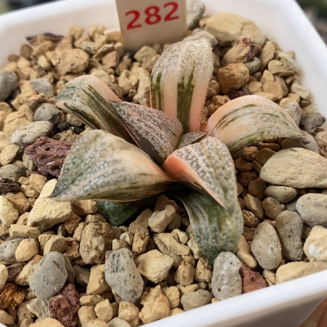 282青蟹锦一物一拍