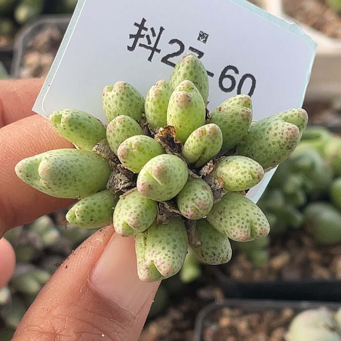 炭***炭27-60肉锥多肉植物