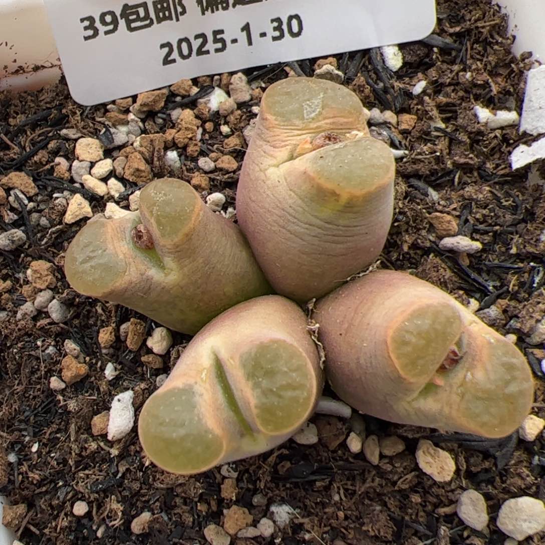 0805号风铃特价多肉植物