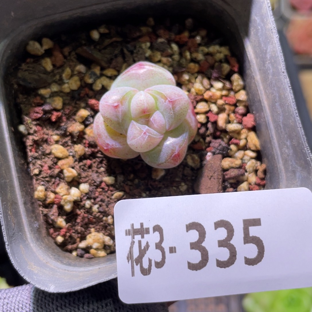 花利美3-335糖心冰玉