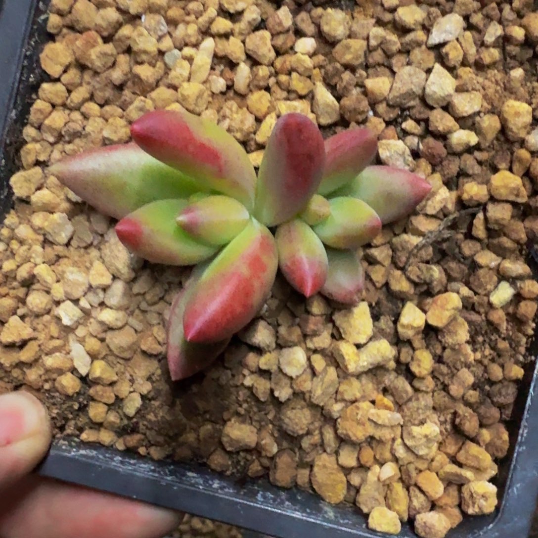朵唯菲 红体 双头 一物一拍