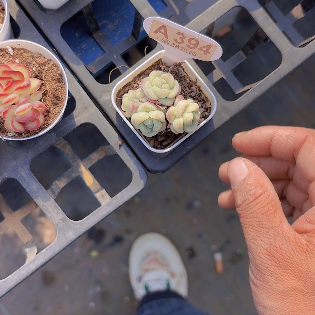 A394冰玉一物一拍