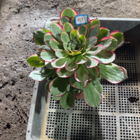 013粉花妖优秀法师多肉