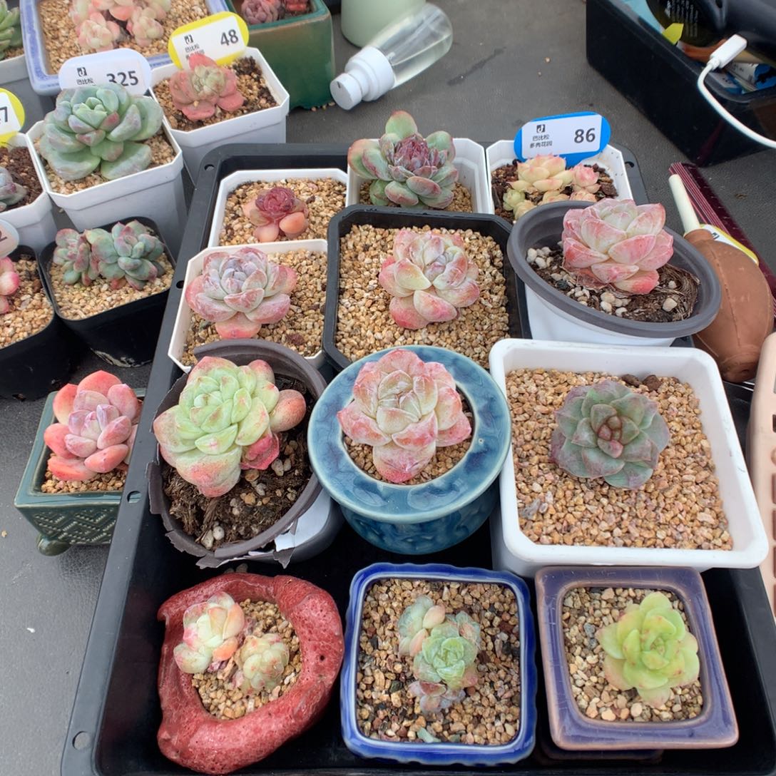 布***湖86 一筐美肉多肉多肉