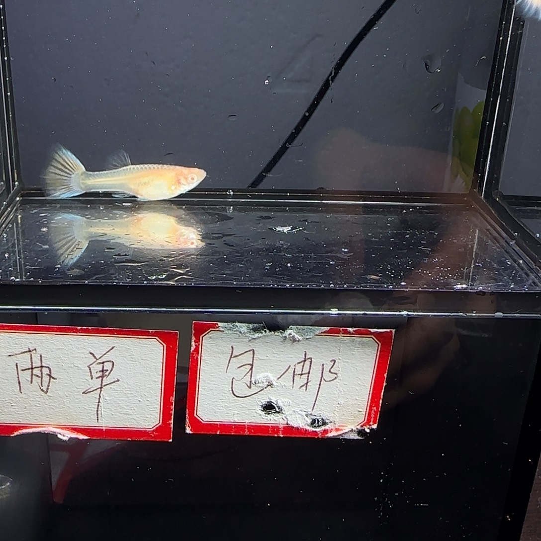 孔雀鱼樱花粉狮一对