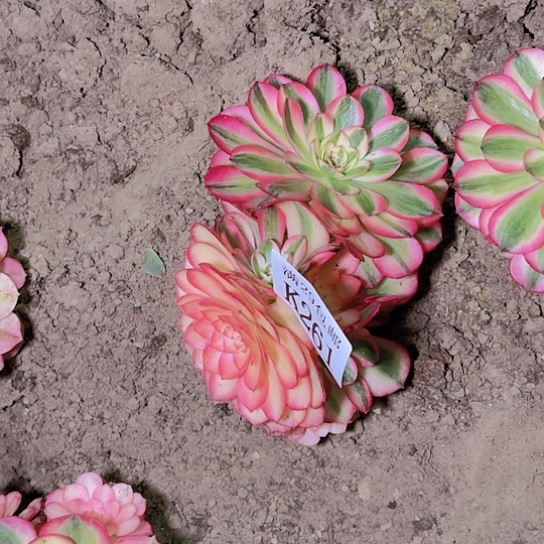 261倾城多肉植物