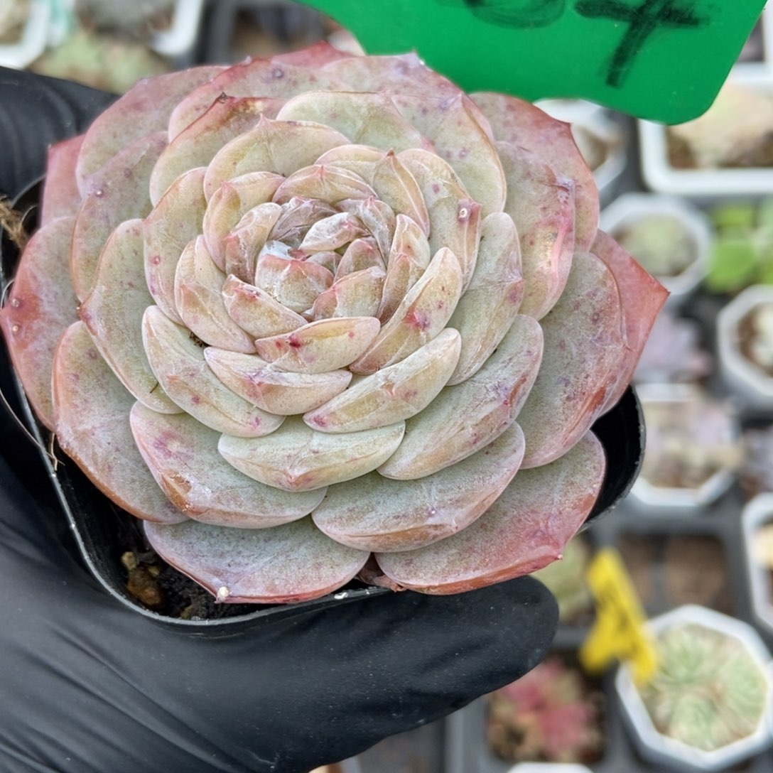 884冰魄多肉植物多肉