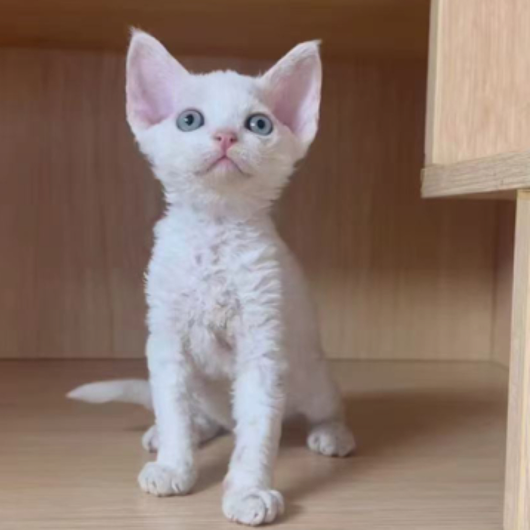 （poCat家）宠物活体德文猫