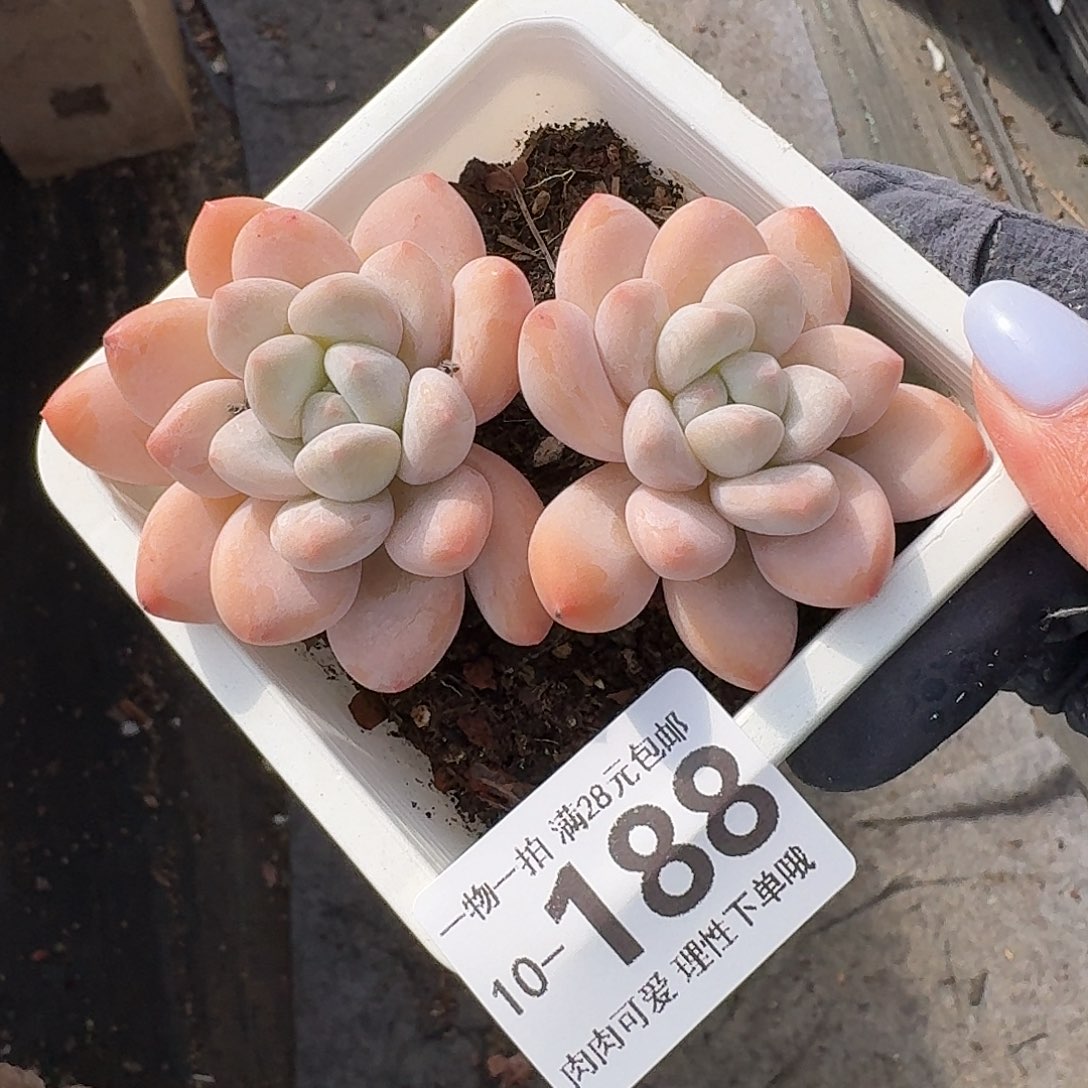 香水无盆无发货无