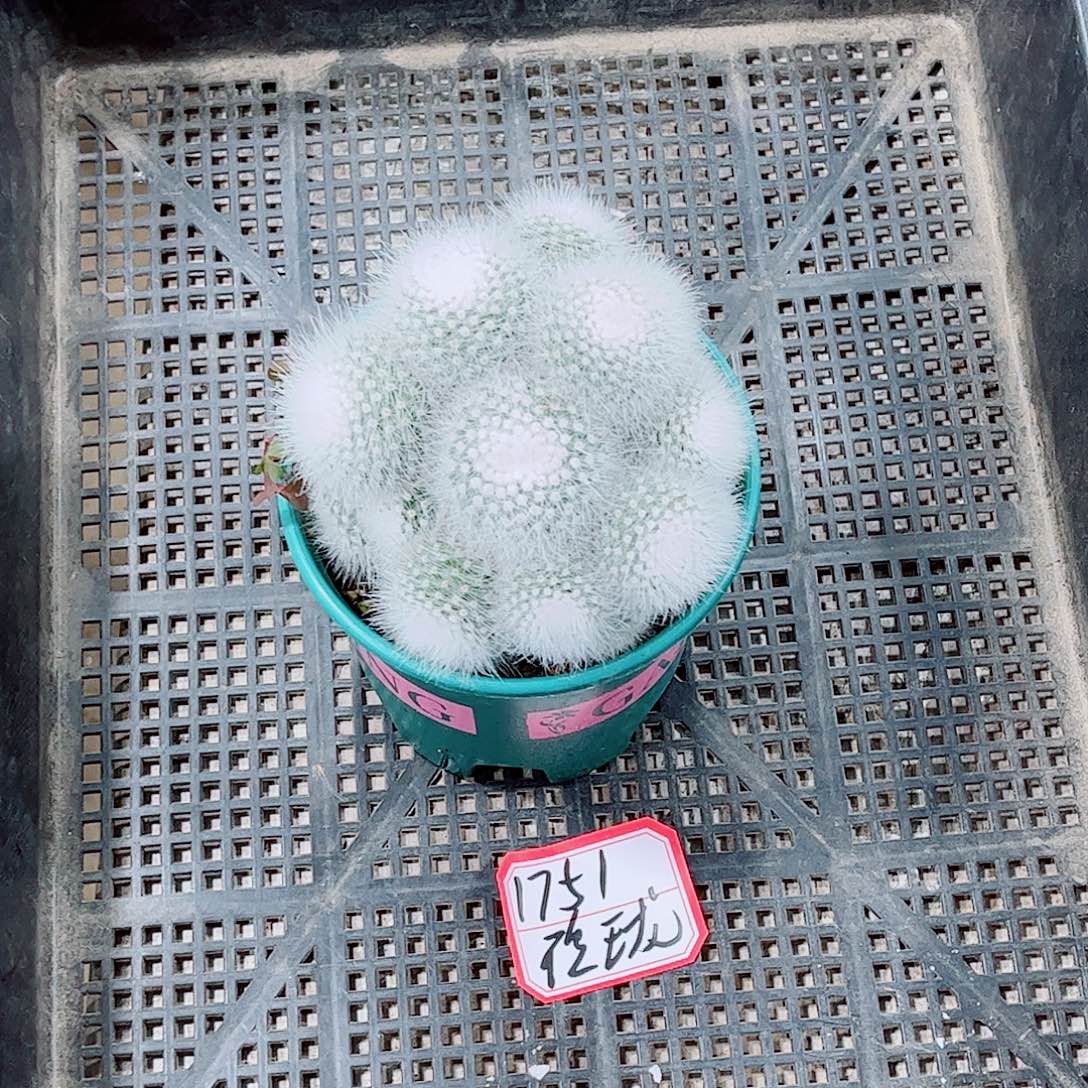 白小丁玉露一勿一拍