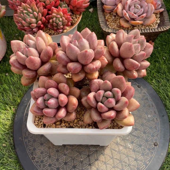 多肉植物、五头情人节