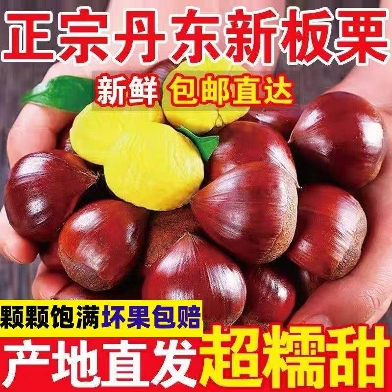 TD【买三斤送二斤送栗爪】新鲜现摘头茬板栗粉糯鲜甜好剥皮饱满大果